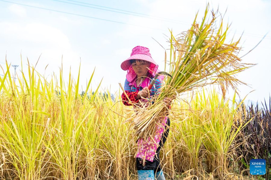 Chongqing: gli agricoltori raccolgono il riso nelle risaie