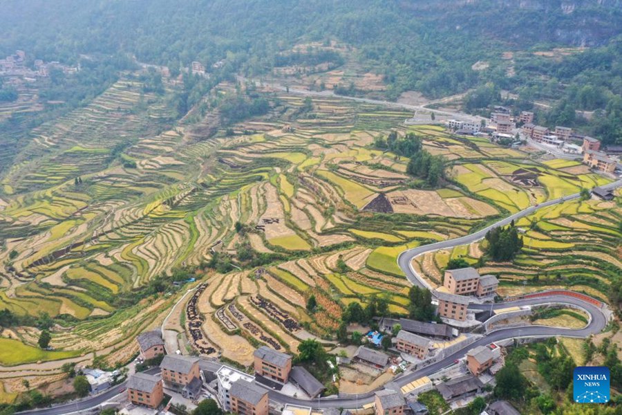 Chongqing: gli agricoltori raccolgono il riso nelle risaie