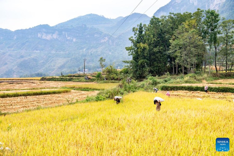 Chongqing: gli agricoltori raccolgono il riso nelle risaie