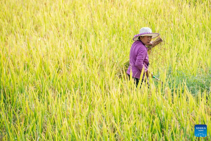 Chongqing: gli agricoltori raccolgono il riso nelle risaie