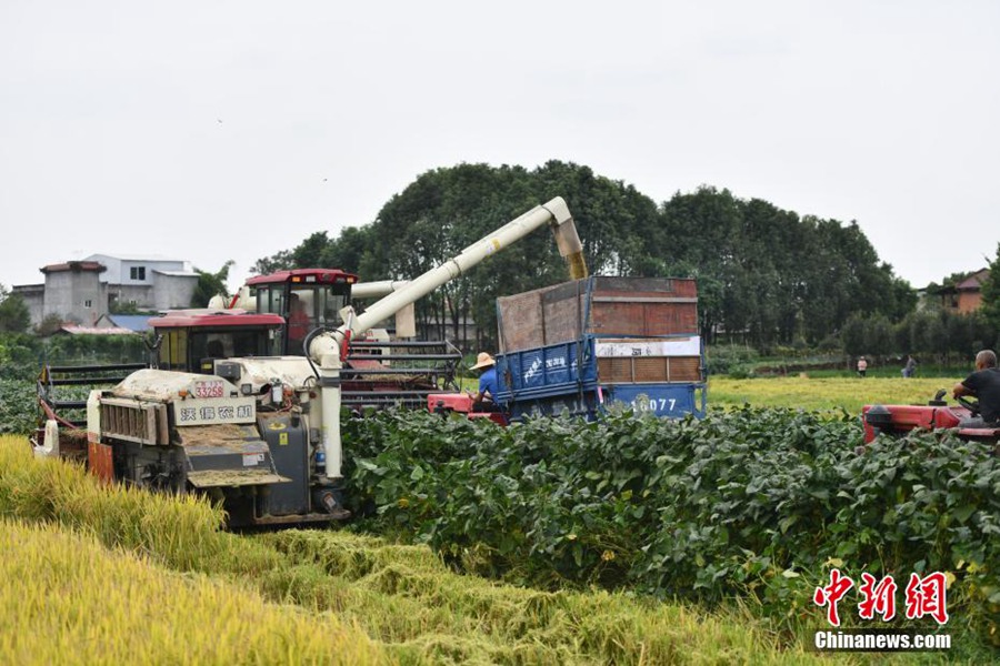 Chengdu: 3300 mu di risaie inaugurano la stagione del raccolto