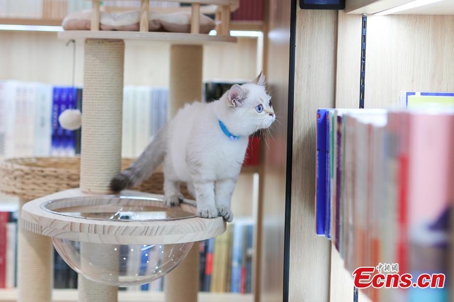 La catena di librerie Xinhua inaugura la prima libreria a tema animali domestici a Beijing