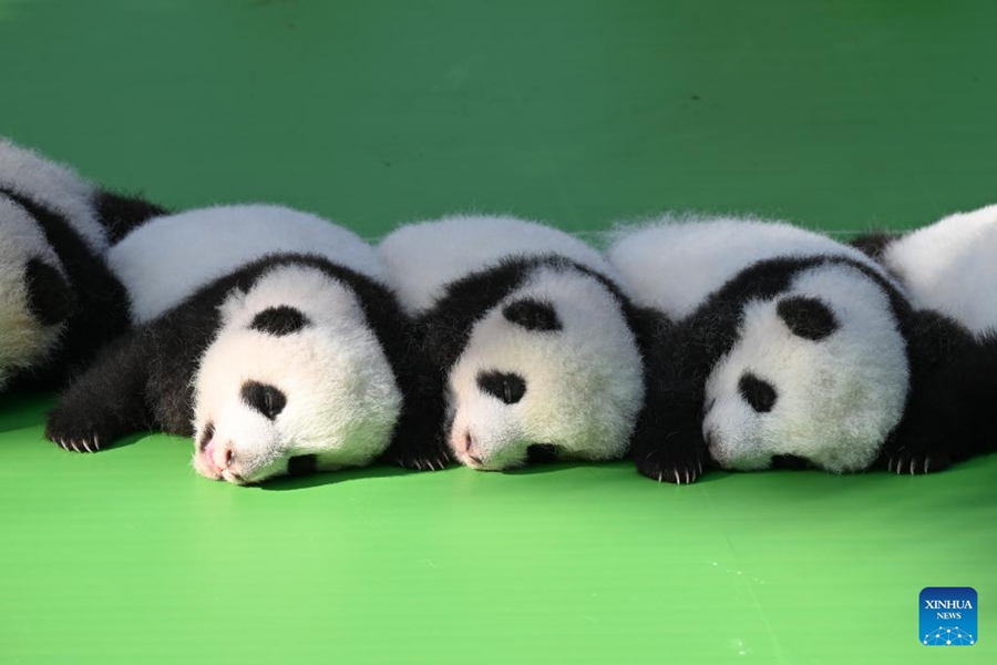 Chengdu: i cuccioli di panda incontrano il pubblico