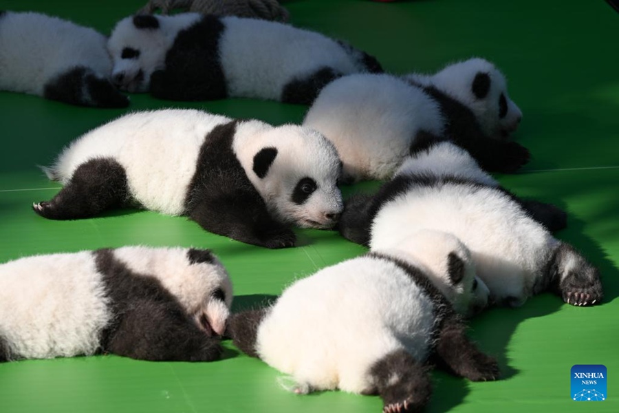 Chengdu: i cuccioli di panda incontrano il pubblico