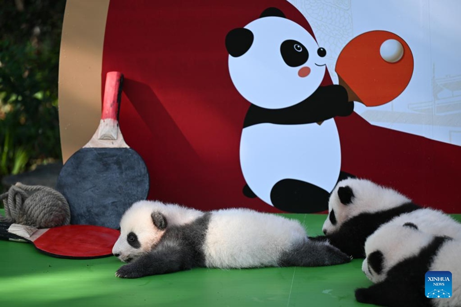 Chengdu: i cuccioli di panda incontrano il pubblico