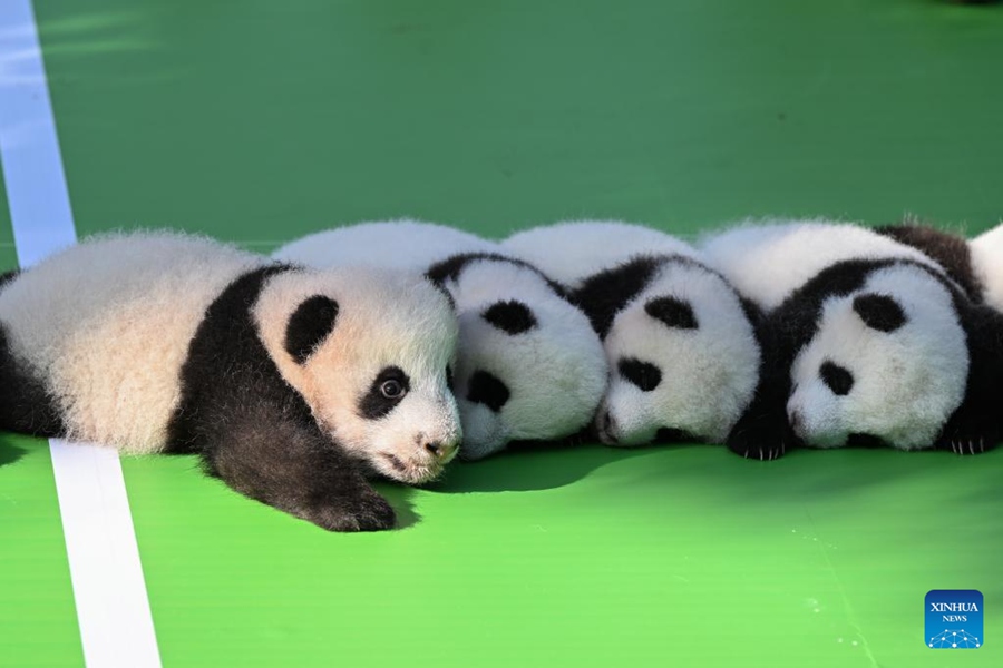 Chengdu: i cuccioli di panda incontrano il pubblico