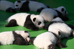 Chengdu: i cuccioli di panda incontrano il pubblico