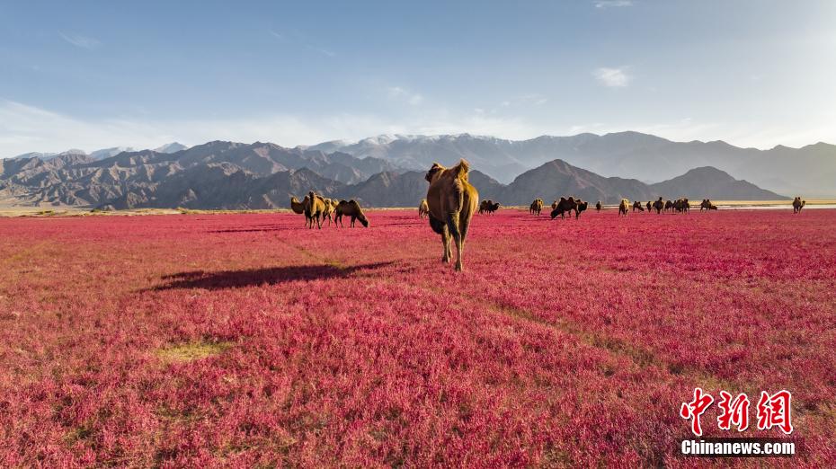 Qinghai: i cammelli camminano lungo un 