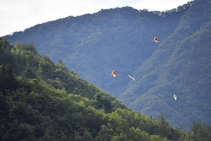 La contea di Ningshan si impegna per la protezione ecologica e lo sviluppo verde