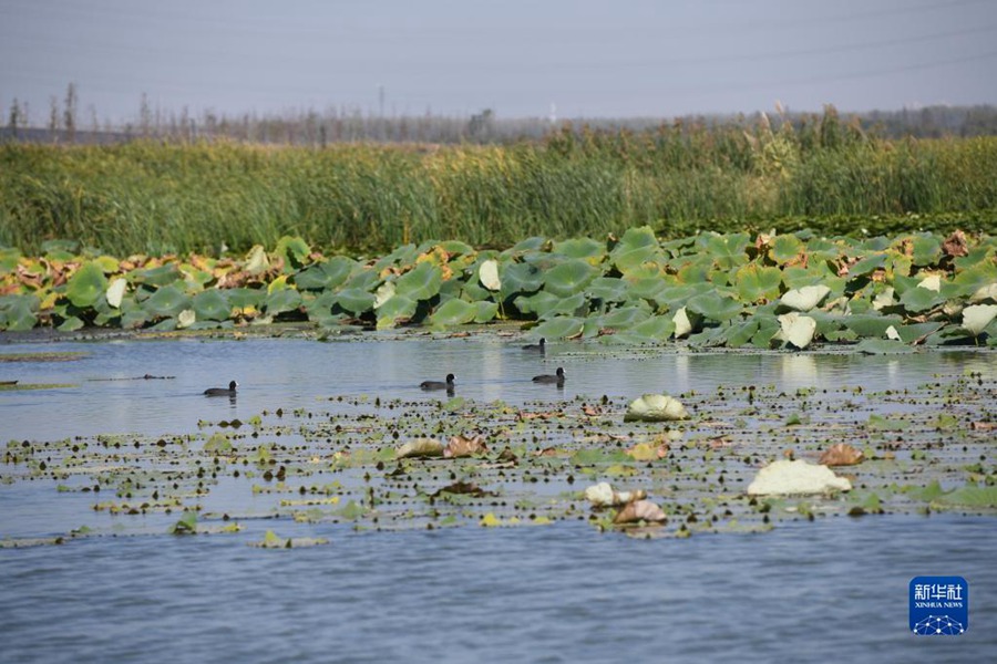 Hefei: zona umida di Shibalianwei, un'immagine ecologica sulla riva del lago Chaohu