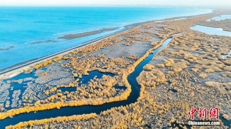 Xinjiang: i fiori di canna d'oro aggiungono bellezza al lago Bosten