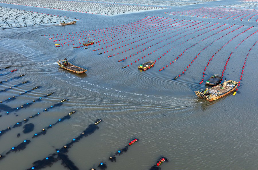 Rongcheng, Shandong: allevamenti marini in piena attività invernale