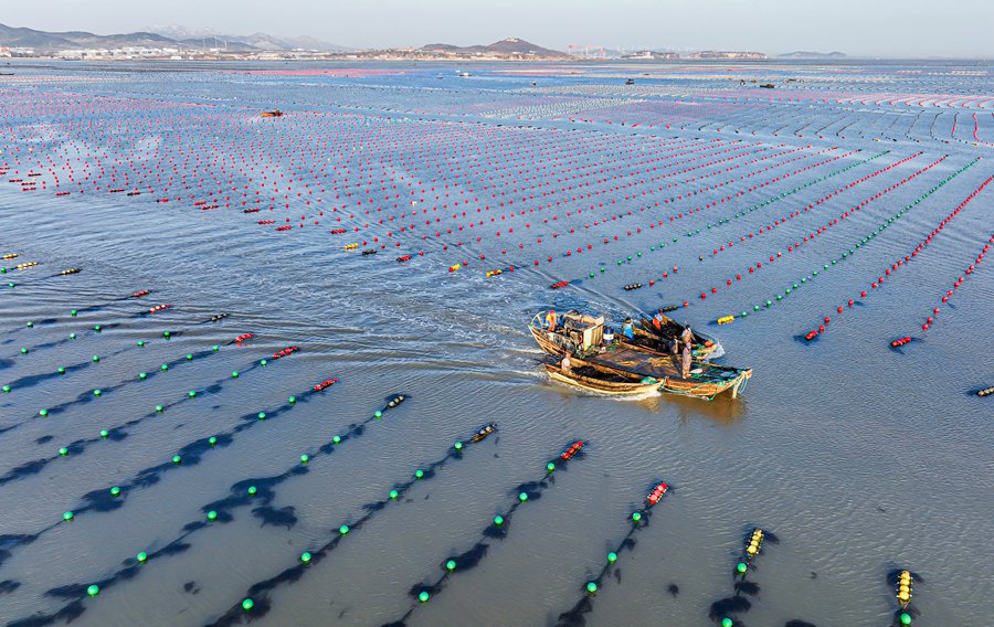 Rongcheng, Shandong: allevamenti marini in piena attività invernale