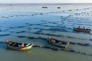 Rongcheng, Shandong: allevamenti marini in piena attività invernale