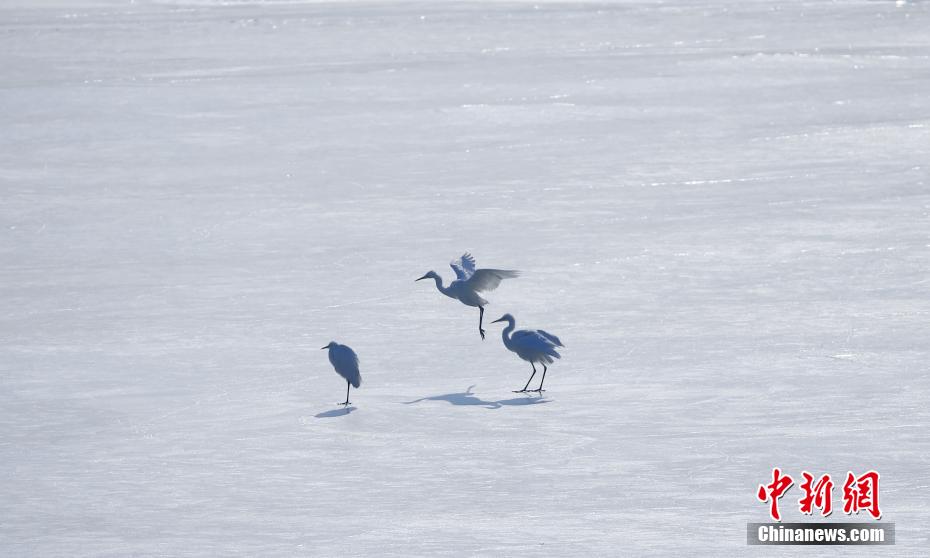 Gli uccelli migratori svernanti arrivano allo Xining Beichuan Wetland Park