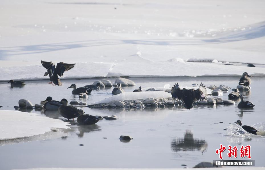 Gli uccelli migratori svernanti arrivano allo Xining Beichuan Wetland Park