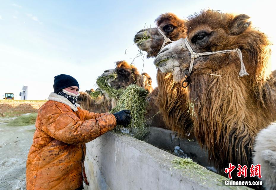 Xinjiang: il rapido sviluppo dell'industria dei cammelli porta un reddito stabile ai pastori