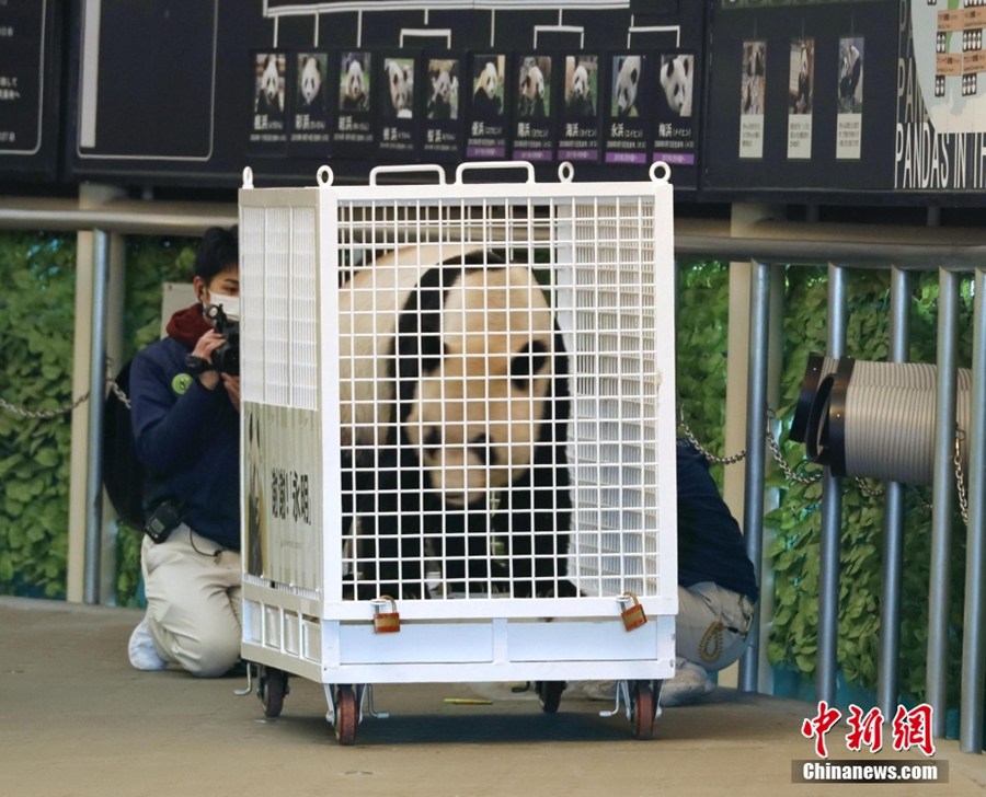 Il panda Yong Ming torna a casa con due figlie gemelle dal Giappone