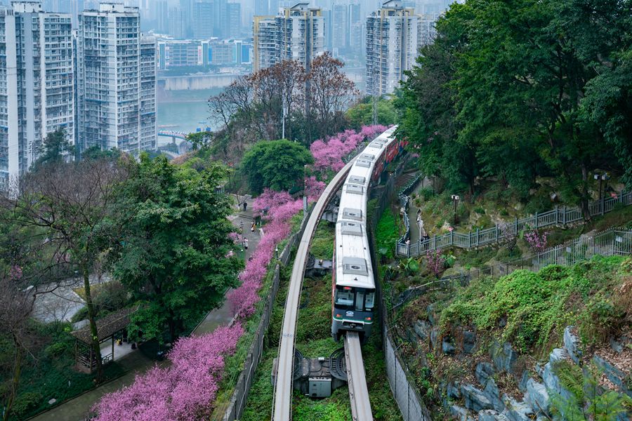 Bellissimi fiori di prugno nel tratto Fotuguan della metropolitana di Chongqing