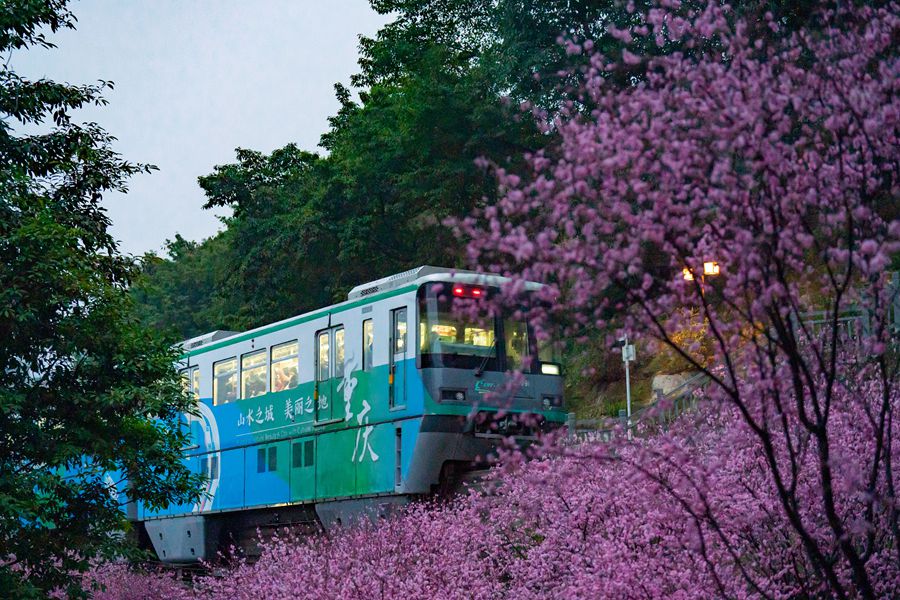 Bellissimi fiori di prugno nel tratto Fotuguan della metropolitana di Chongqing