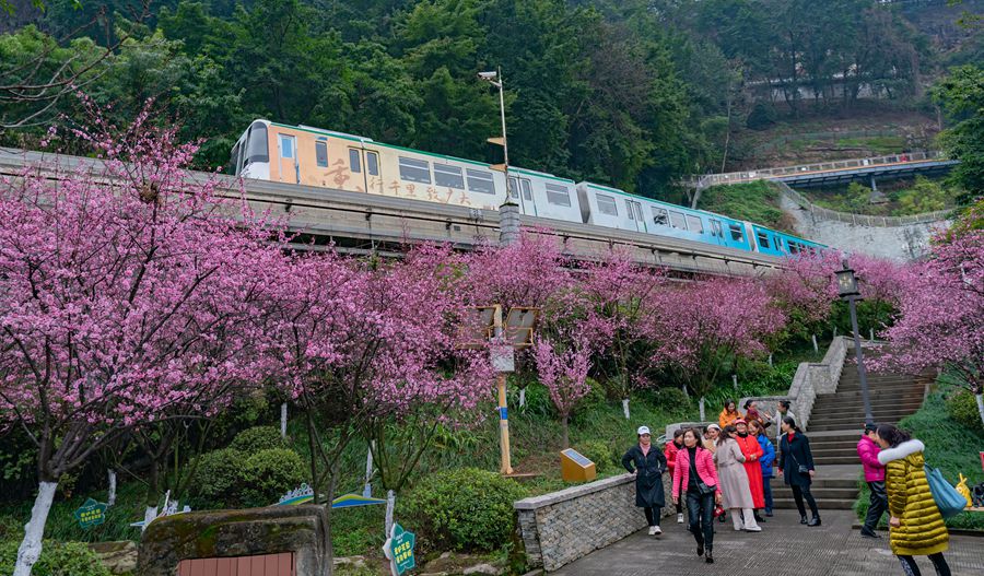 Bellissimi fiori di prugno nel tratto Fotuguan della metropolitana di Chongqing