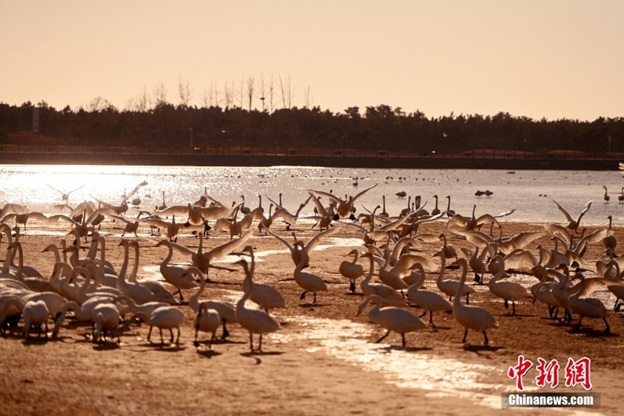 Shandong: i cigni selvatici partono per il nord con l'avvicinarsi della primavera