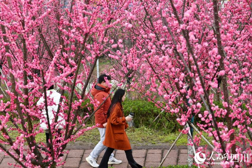 Sichuan: i fiori attirano visitatori, creando un meraviglioso scenario rurale