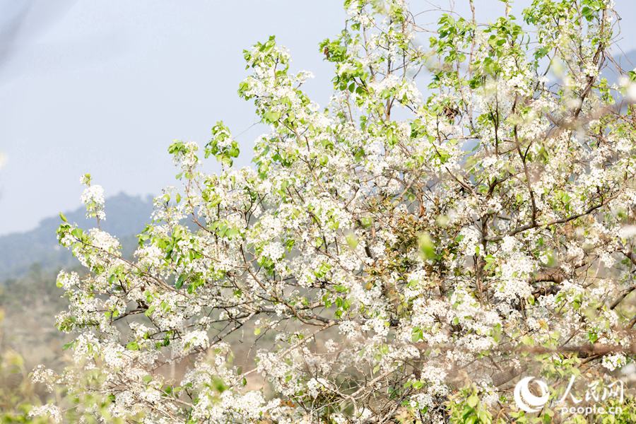 Fuzhou: sbocciano i fiori di pesco e di prugno