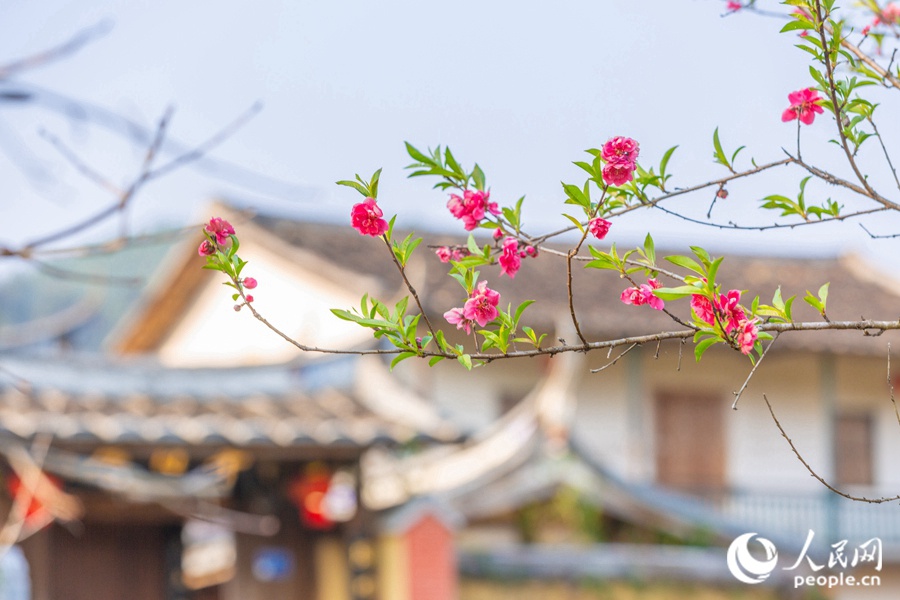 Fuzhou: sbocciano i fiori di pesco e di prugno