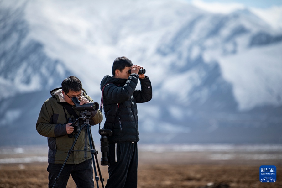 La popolazione di gru dal collo nero supera i 10.000 esemplari nel Tibet, Cina