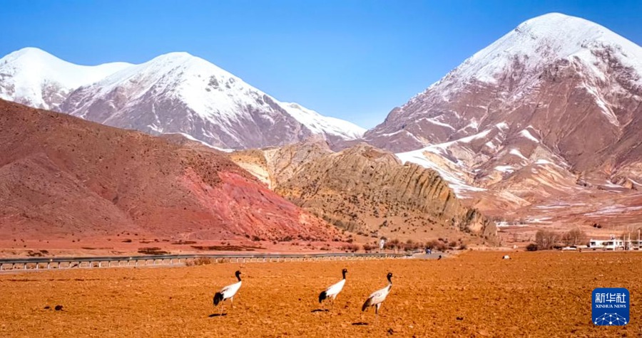 La popolazione di gru dal collo nero supera i 10.000 esemplari nel Tibet, Cina