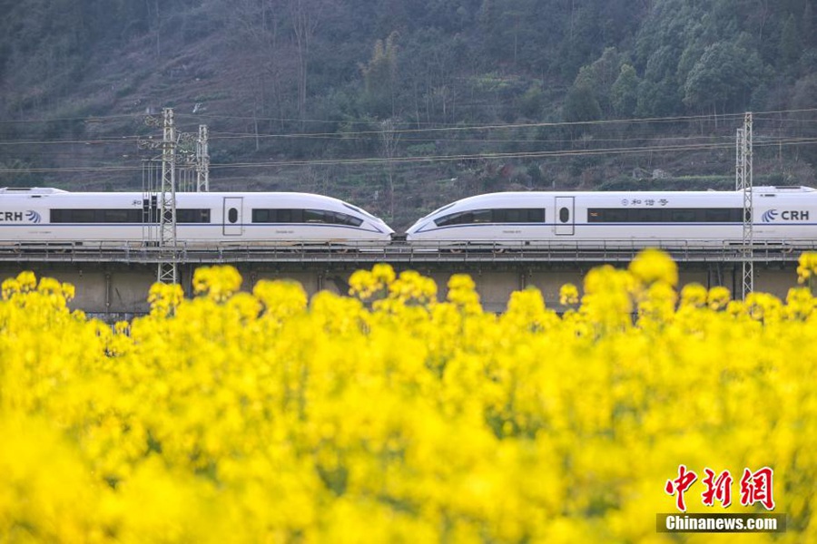 Guizhou: i treni attraversano i campi di colza