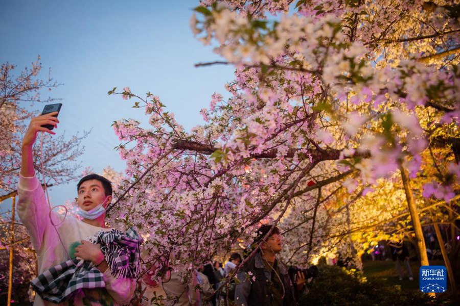 Wuhan: i fiori di ciliegio attirano i turisti