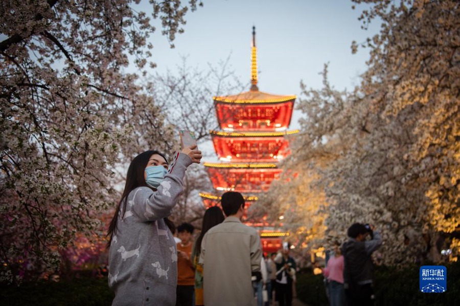 Wuhan: i fiori di ciliegio attirano i turisti