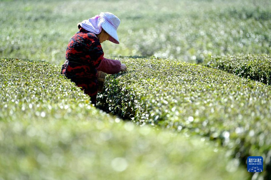 Raccolta del tè primaverile nella Cina meridionale