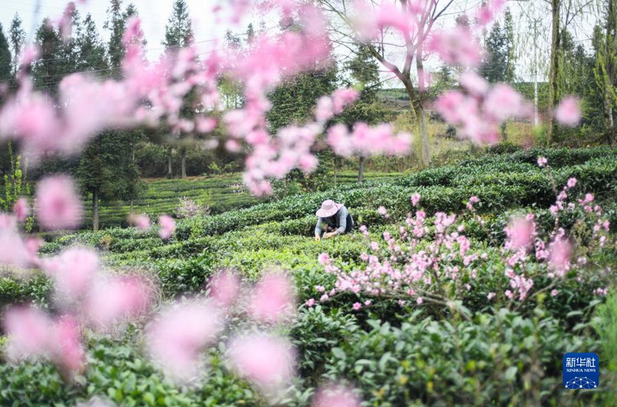 Raccolta del tè primaverile nella Cina meridionale