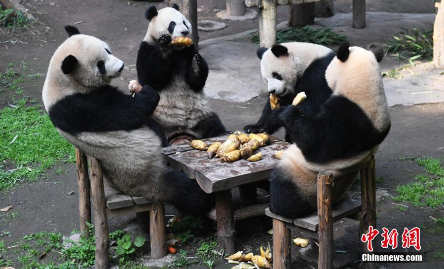 Chongqing: i panda giganti gustano cibi deliziosi