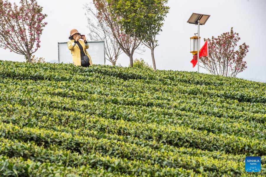 Yongchuan: industria del tè aumenta il reddito degli agricoltori locali