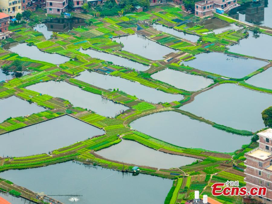 Guangxi: i campi di ortaggi e peschiere creano un sistema sostenibile