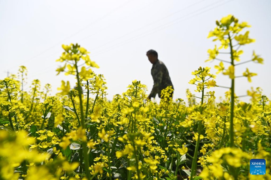 Cina: agricoltori impegnati nella coltivazione primaverile