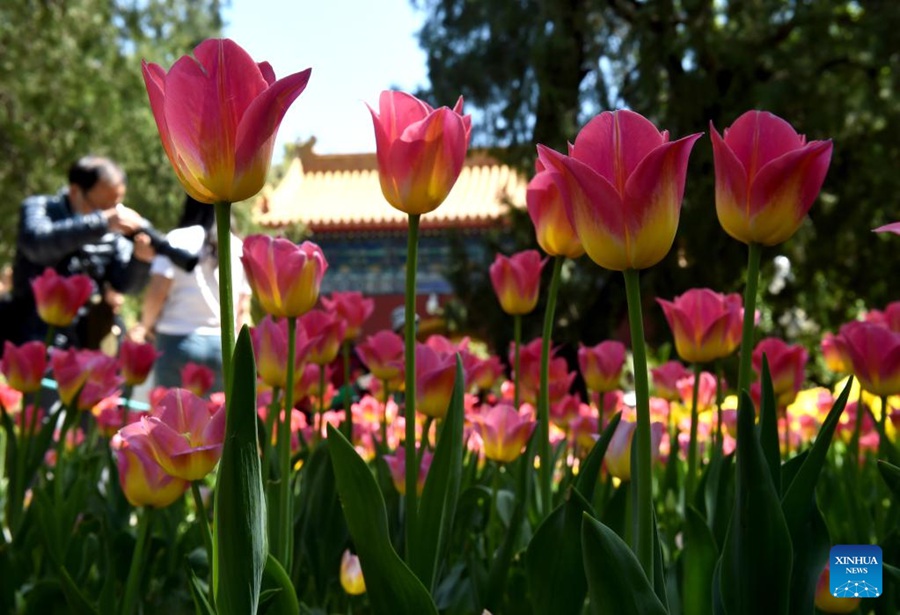 Parco Zhongshan di Beijing, tulipani in piena fioritura