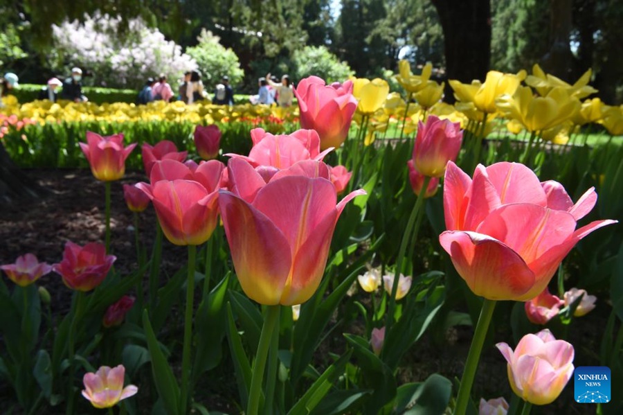 Parco Zhongshan di Beijing, tulipani in piena fioritura