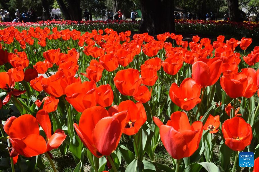 Parco Zhongshan di Beijing, tulipani in piena fioritura