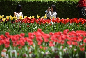 Parco Zhongshan di Beijing, tulipani in piena fioritura