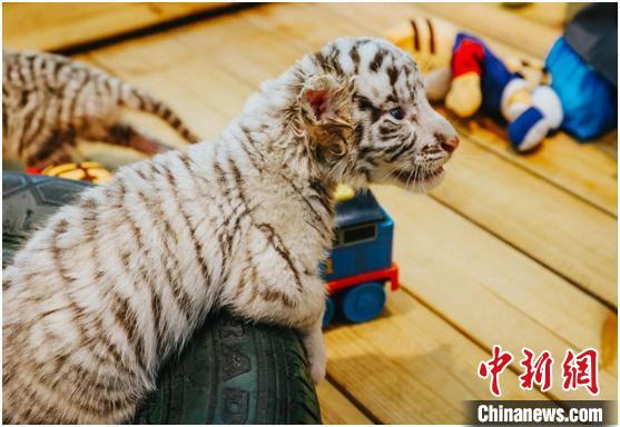 Zhengzhou, sei cuccioli di tigre bianca nati in una sola volta nello zoo