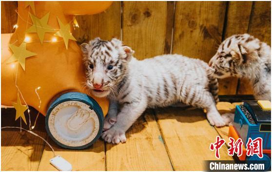 Zhengzhou, sei cuccioli di tigre bianca nati in una sola volta nello zoo