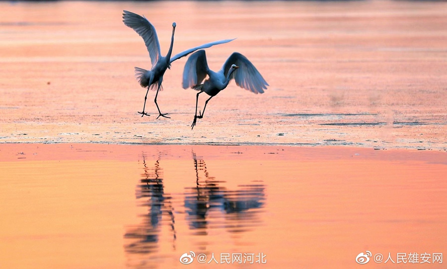 Hengshui: verranno emessi francobolli commemorativi Cina-Spagna