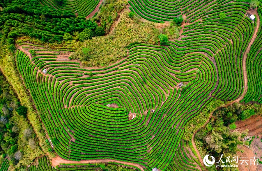 Yunnan: il pittoresco paesaggio delle piantagioni di tè dopo la pioggia