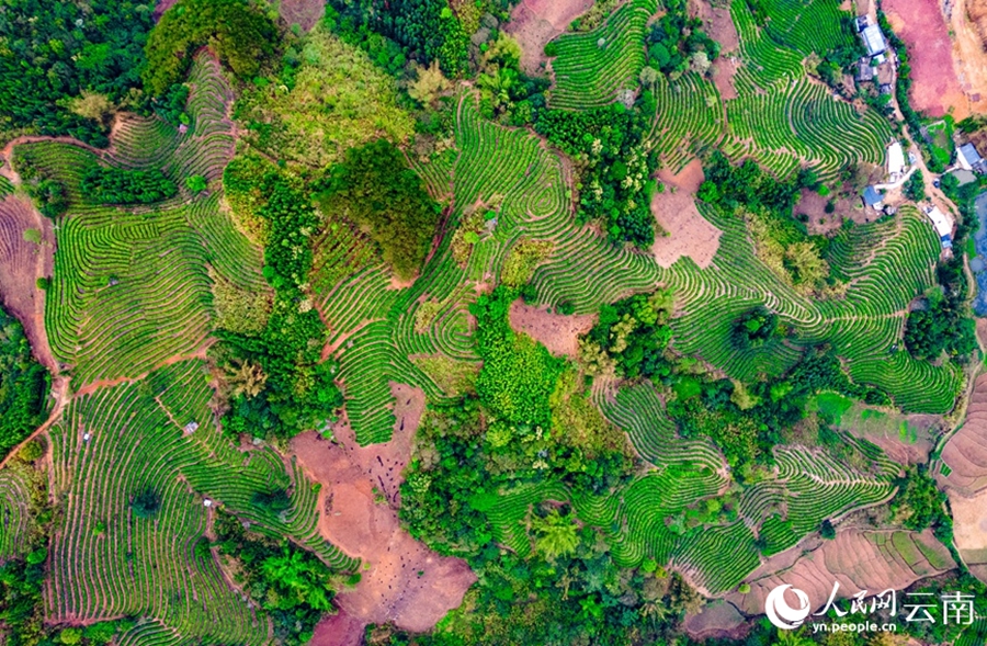 Yunnan: il pittoresco paesaggio delle piantagioni di tè dopo la pioggia