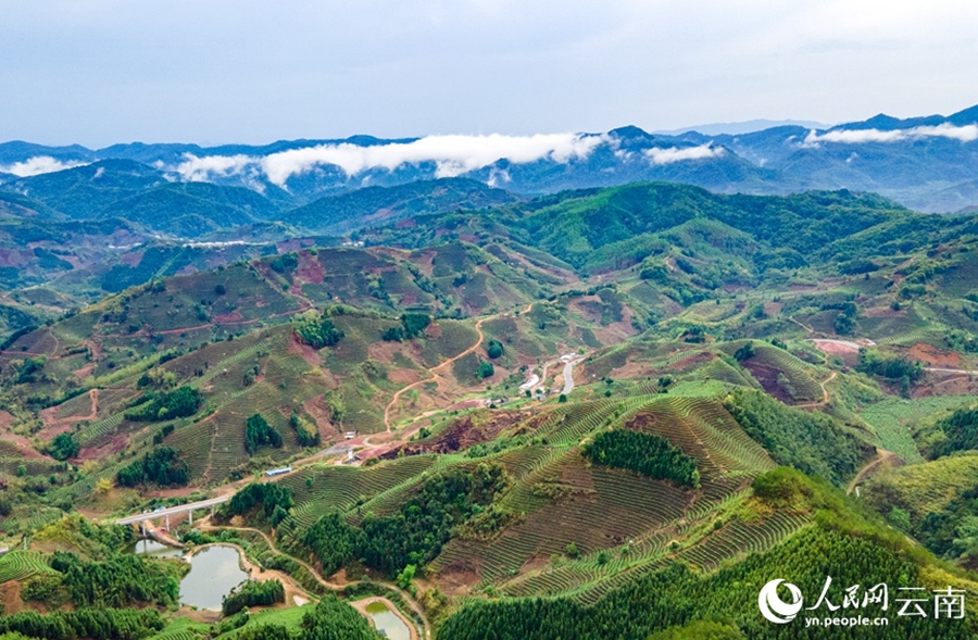 Yunnan: il pittoresco paesaggio delle piantagioni di tè dopo la pioggia